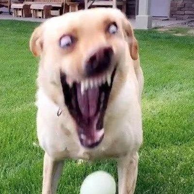 Дмитрий Куприянов
