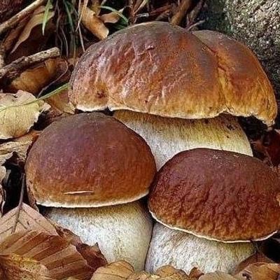 Владимир Бутиков